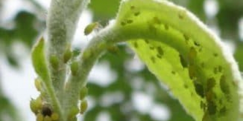 Kako se nositi s lisnim ušima na stablu jabuke